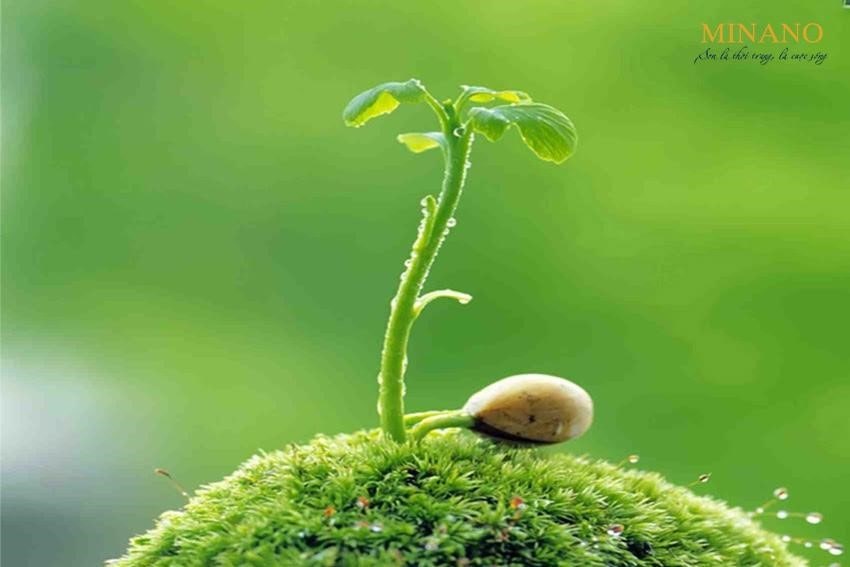 Mệnh mộc tượng trưng cho sự sống thực vật và cây cối trong thiên nhiên